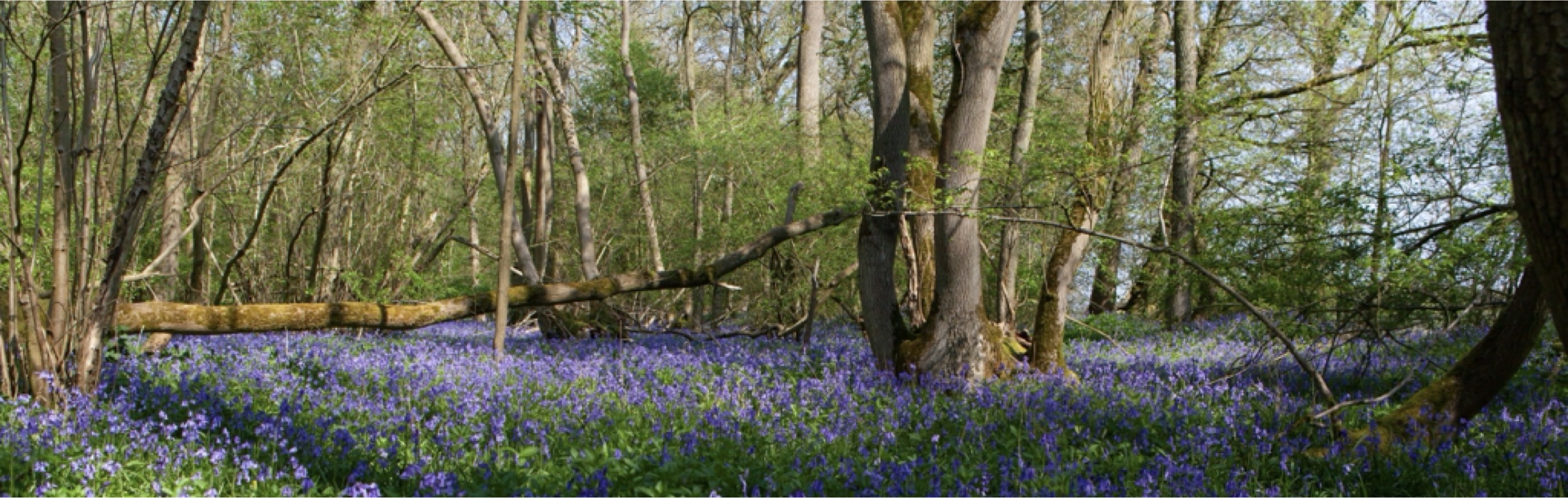 Bluebell Woods